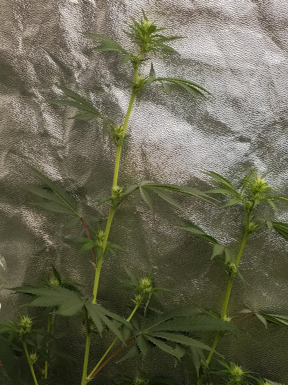 081018 Tangie x Ghost Train Haze Clone Flip Day 14 Day 4 With Hairs 6.jpg