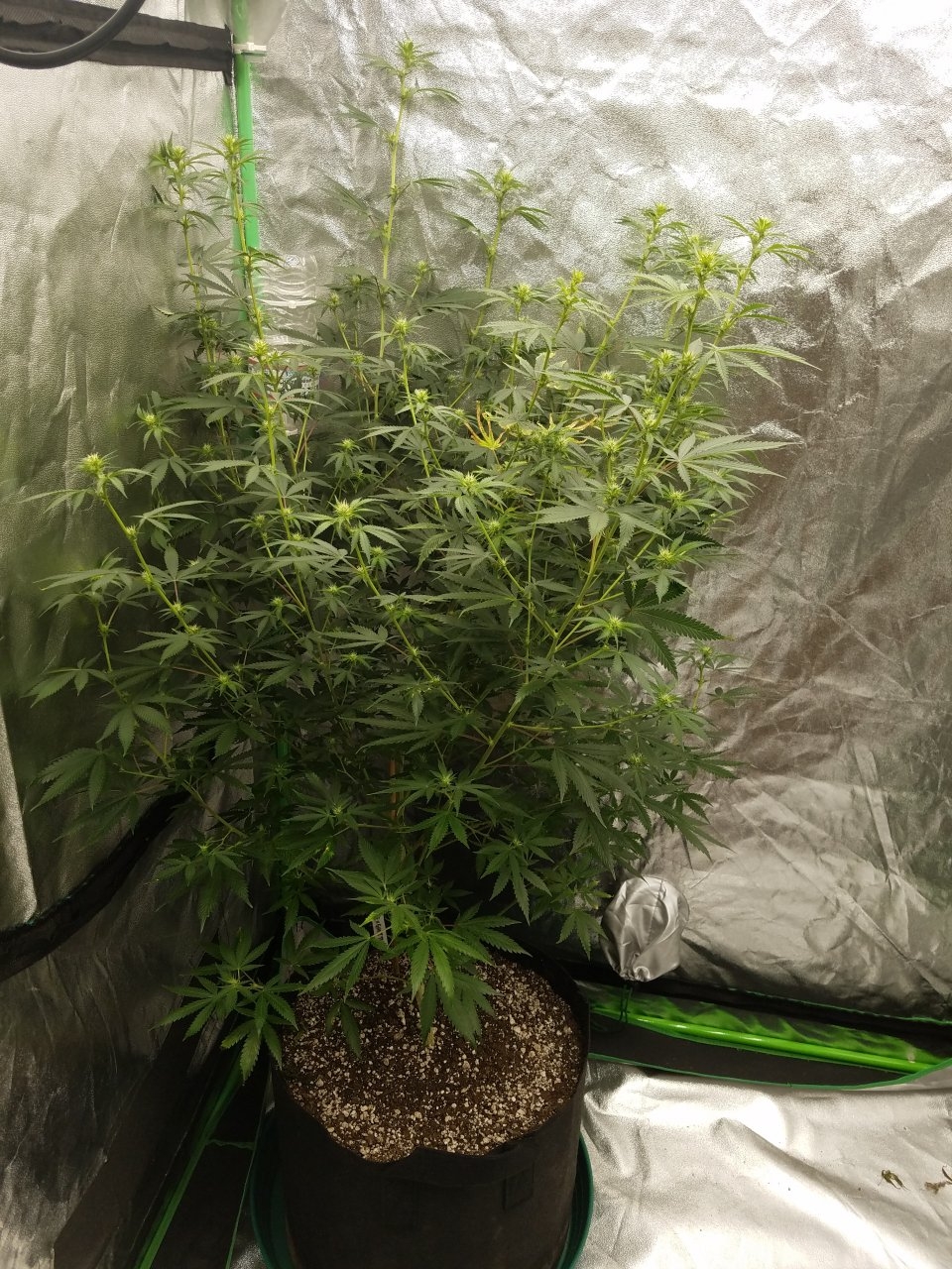 081018 Tangie x Ghost Train Haze Clone Flip Day 14 Day 4 With Hairs 9.jpg