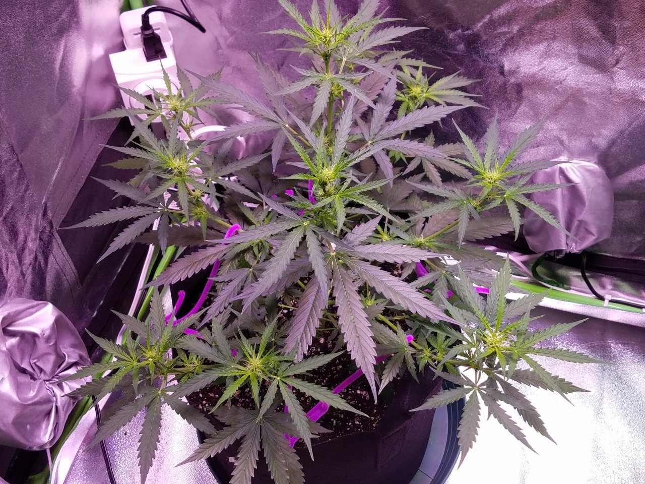 081218 Gorilla Glue Auto Day 35 1.jpg