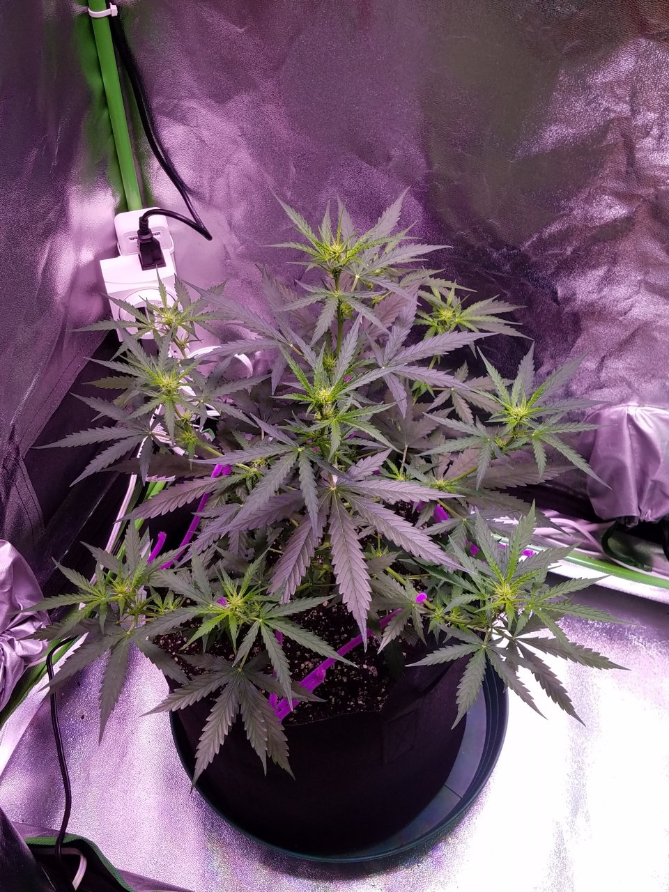 081218 Gorilla Glue Auto Day 35 2.jpg