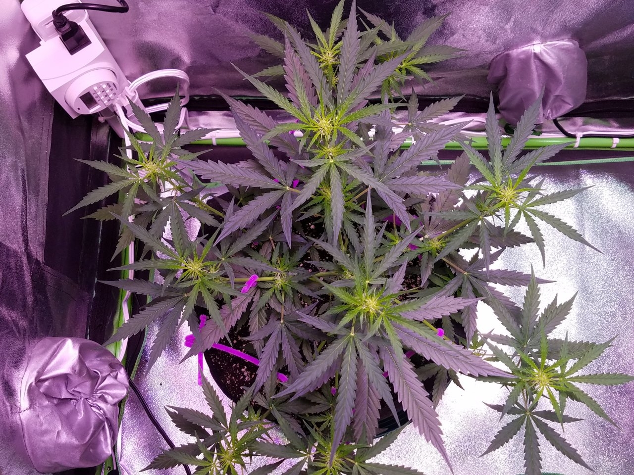 081218 Gorilla Glue Auto Day 35 3.jpg