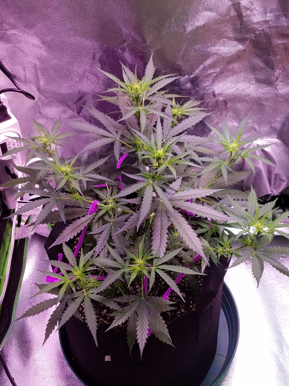 081218 Gorilla Glue Auto Day 35 4.jpg