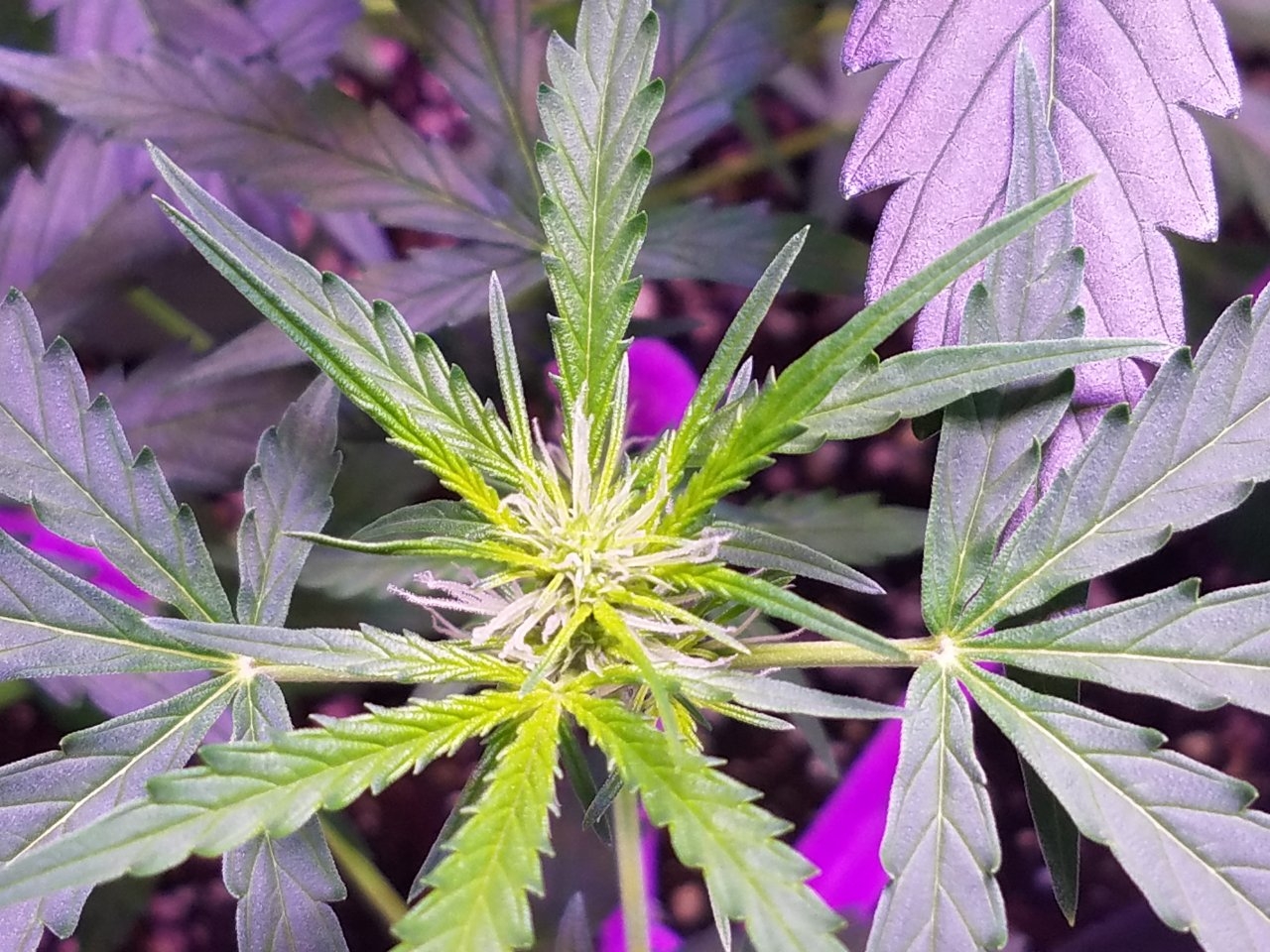 081218 Gorilla Glue Auto Day 35 6.jpg