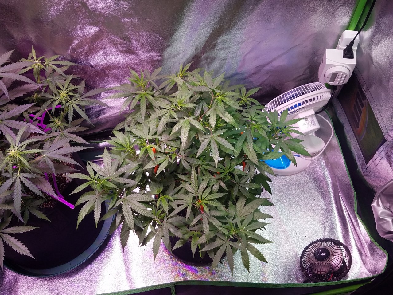 081318 Hawaiian Mayan Gold Clone Day 60 1.jpg