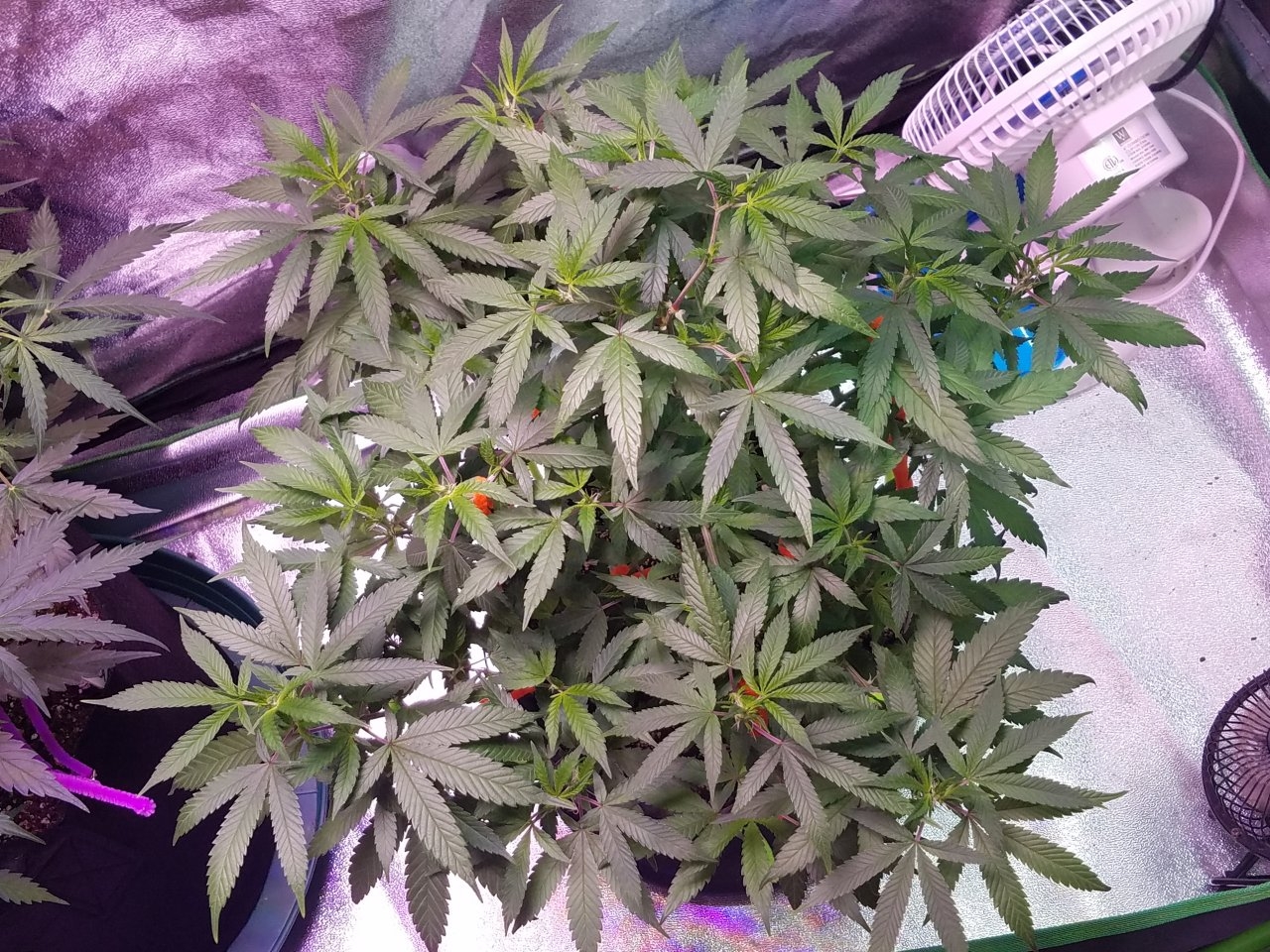 081318 Hawaiian Mayan Gold Clone Day 60 2.jpg