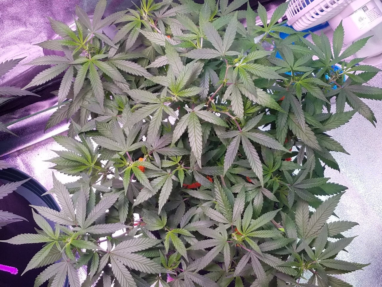 081318 Hawaiian Mayan Gold Clone Day 60 4.jpg