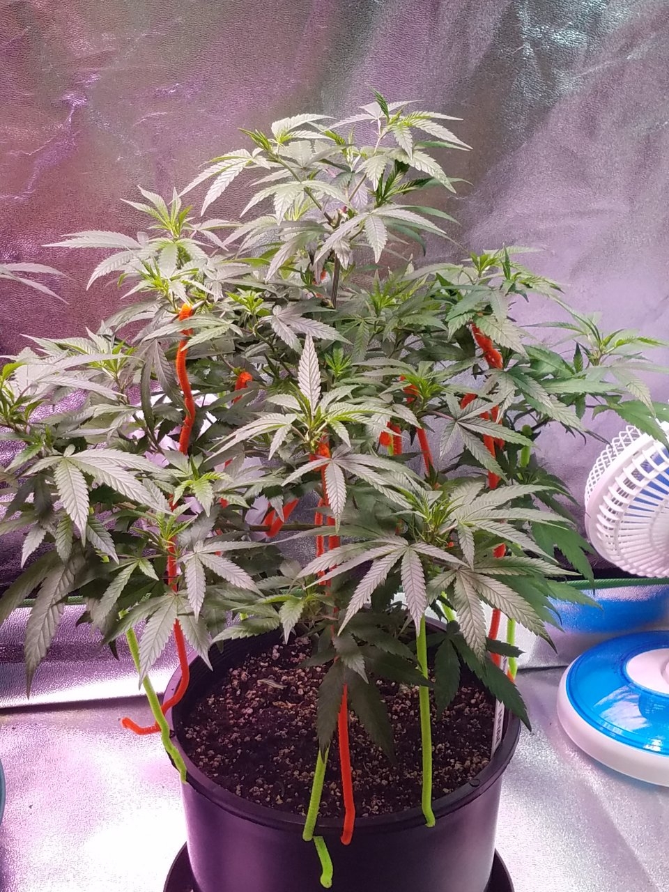 081318 Hawaiian Mayan Gold Clone Day 60 5.jpg