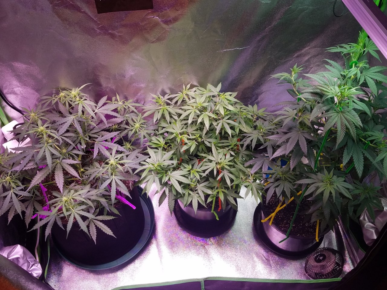 081318 Hawaiian Mayan Gold Clone Day 60 7.jpg