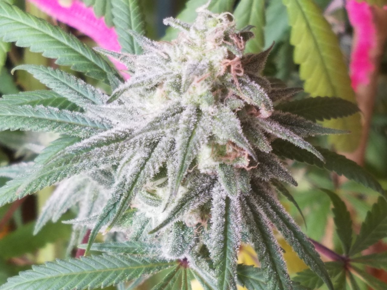 081718 Hindu Kush Flip Day 48 Day 38 With Hairs 13.jpg