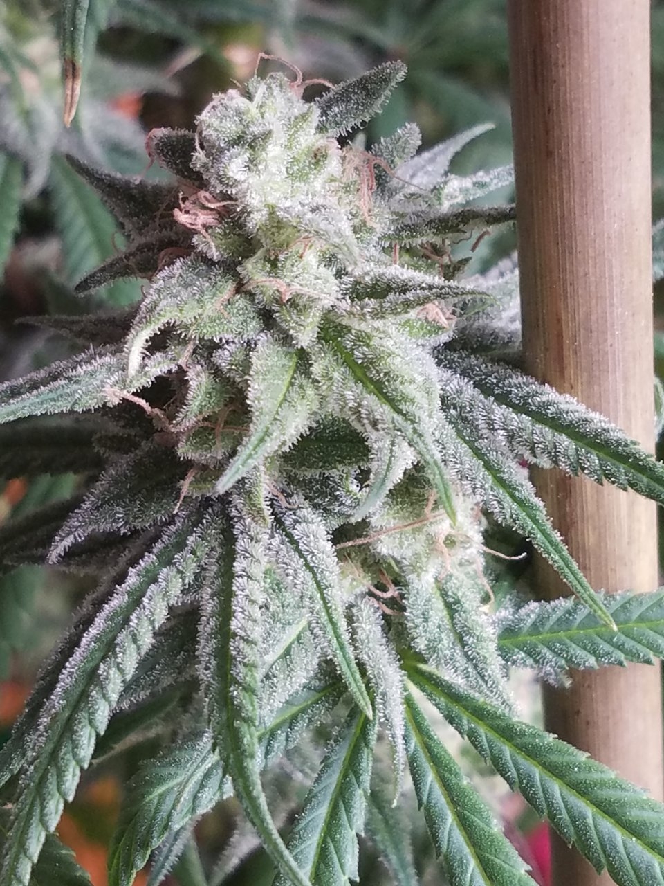 081718 Hindu Kush Flip Day 48 Day 38 With Hairs 15.jpg