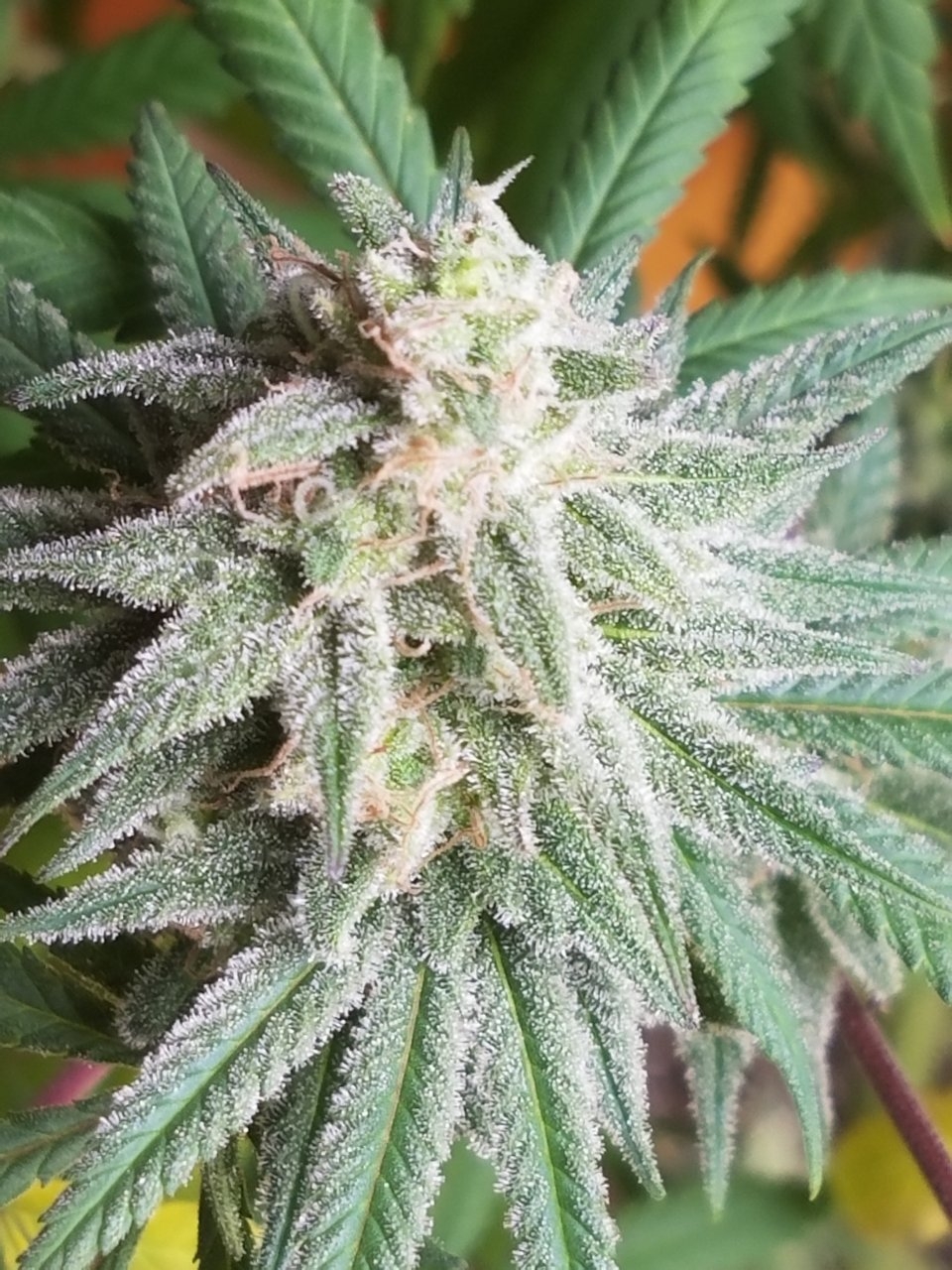 081718 Hindu Kush Flip Day 48 Day 38 With Hairs 17.jpg