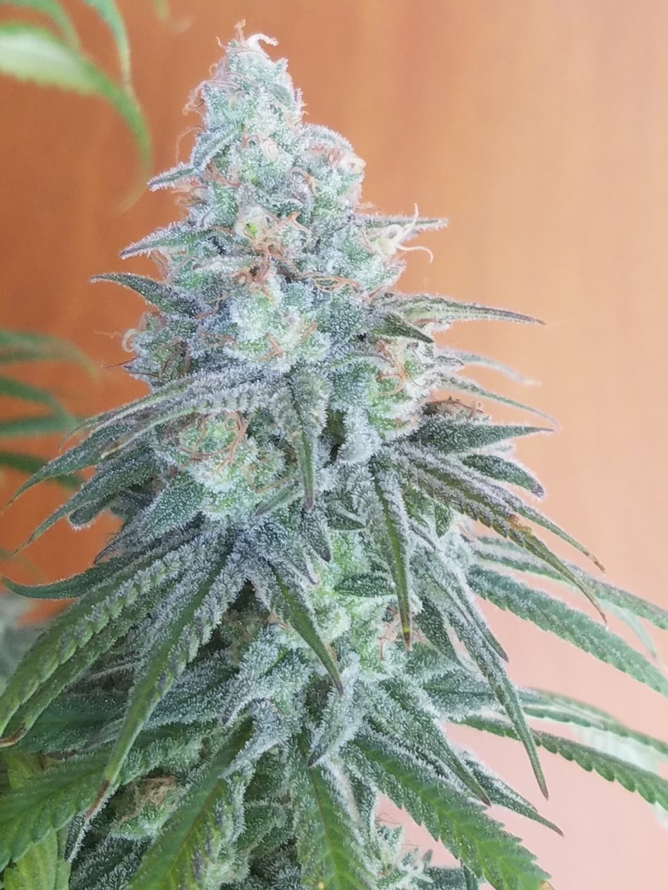 081718 Hindu Kush Flip Day 48 Day 38 With Hairs 18.jpg