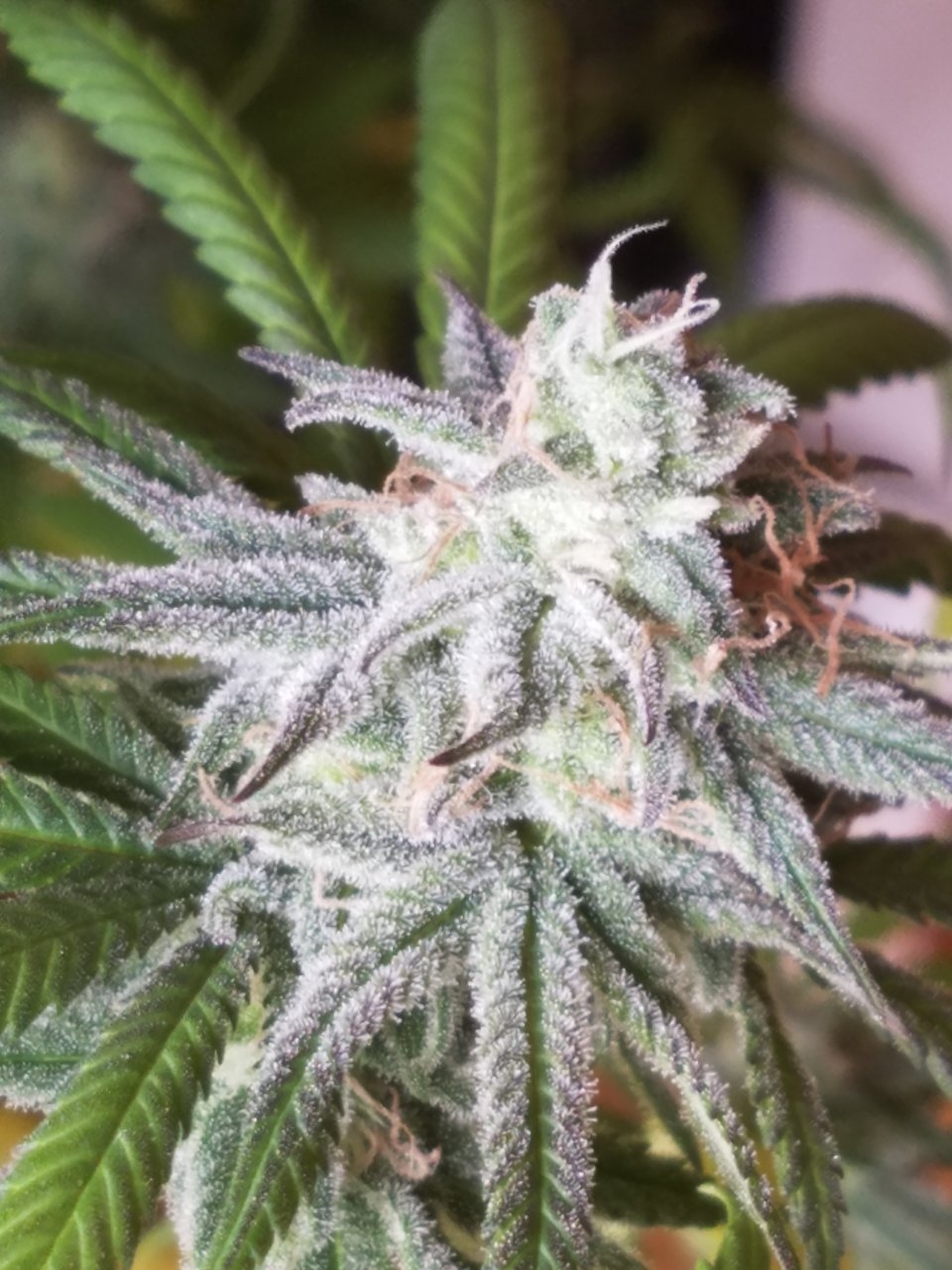 081718 Hindu Kush Flip Day 48 Day 38 With Hairs 19.jpg