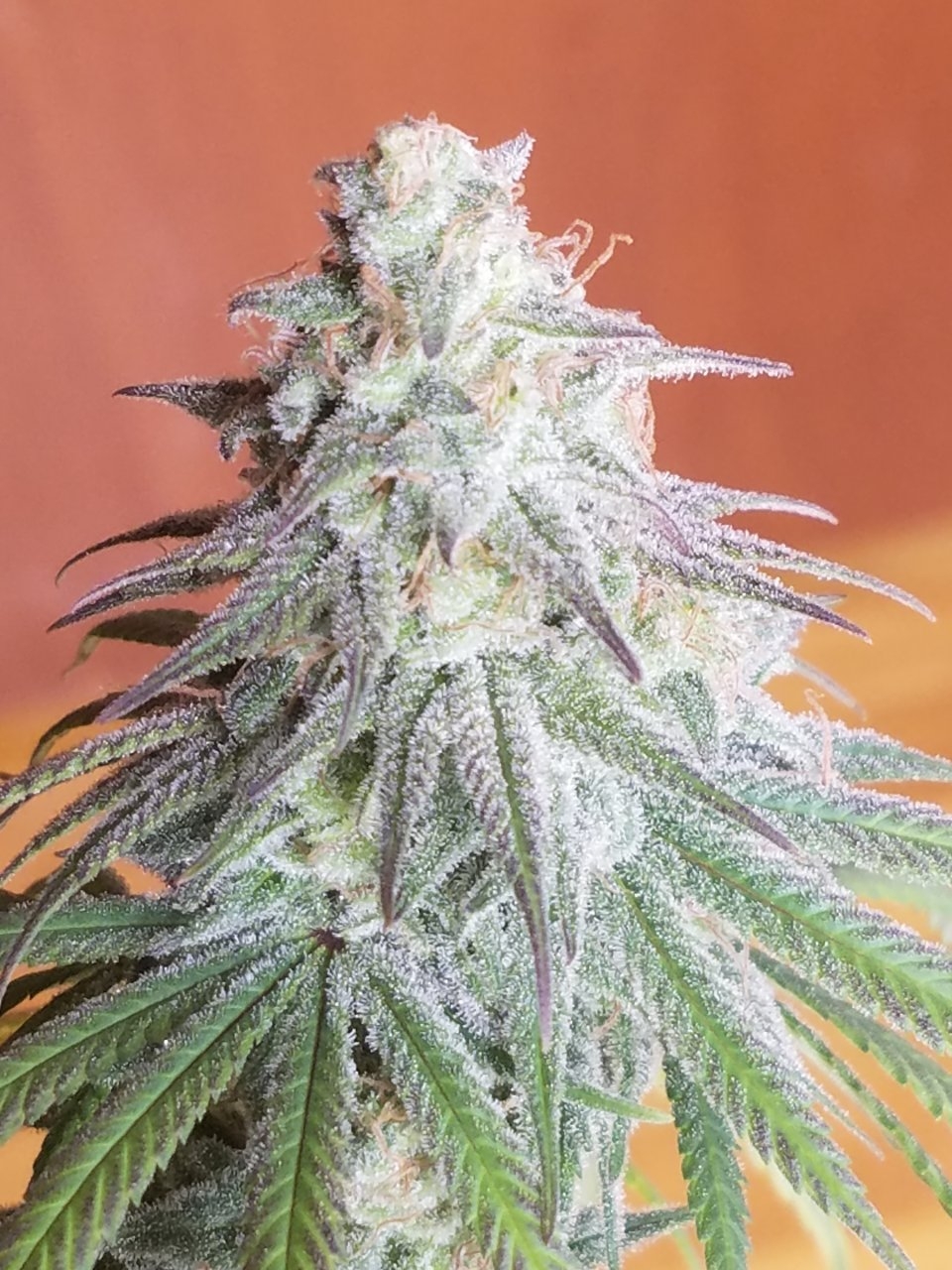 081718 Hindu Kush Flip Day 48 Day 38 With Hairs 20.jpg