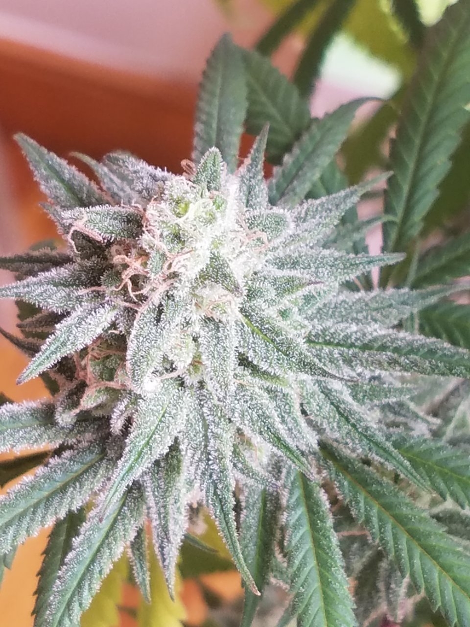 081718 Hindu Kush Flip Day 48 Day 38 With Hairs 22.jpg