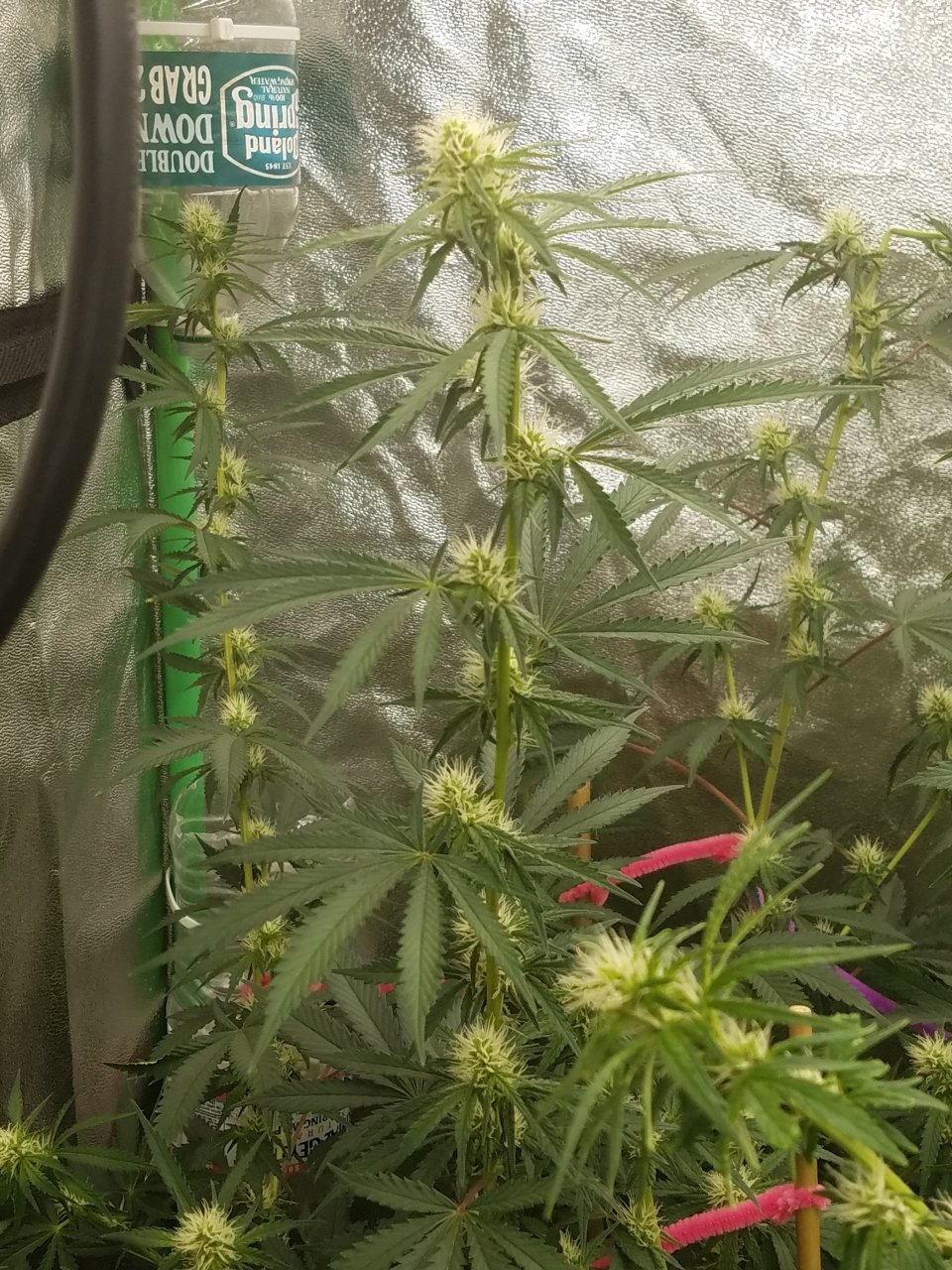 081718 Tangie x Ghost Train Haze Flip Day 21 Day 11 With Hairs 5.jpg