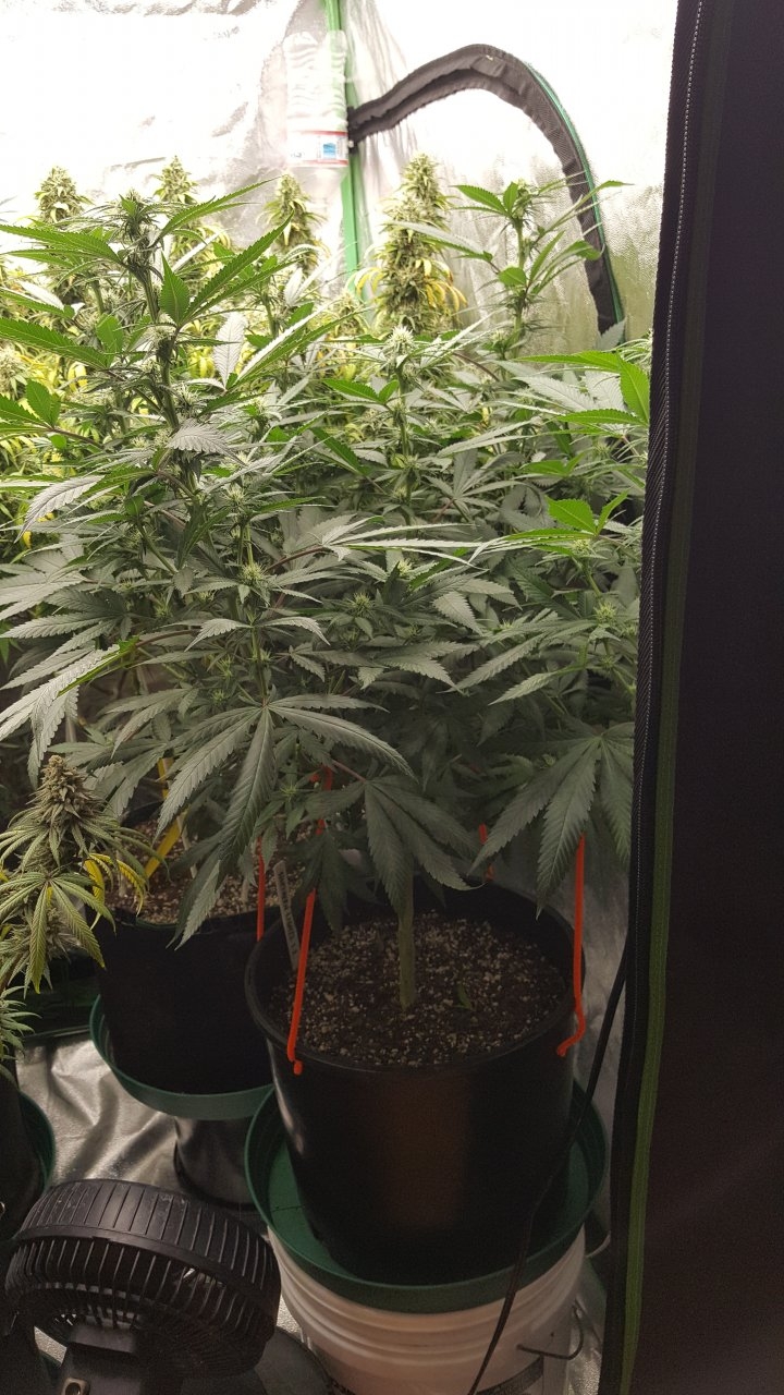 081818 Northern Lights Flip Day 15 Day 8 4.jpg