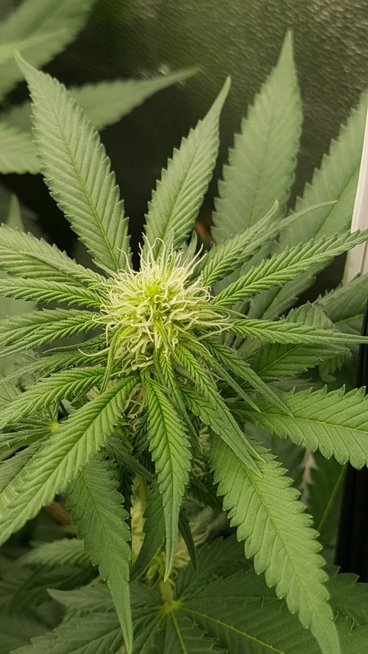 081818 Northern Lights Flip Day 15 Day 8 9.jpg