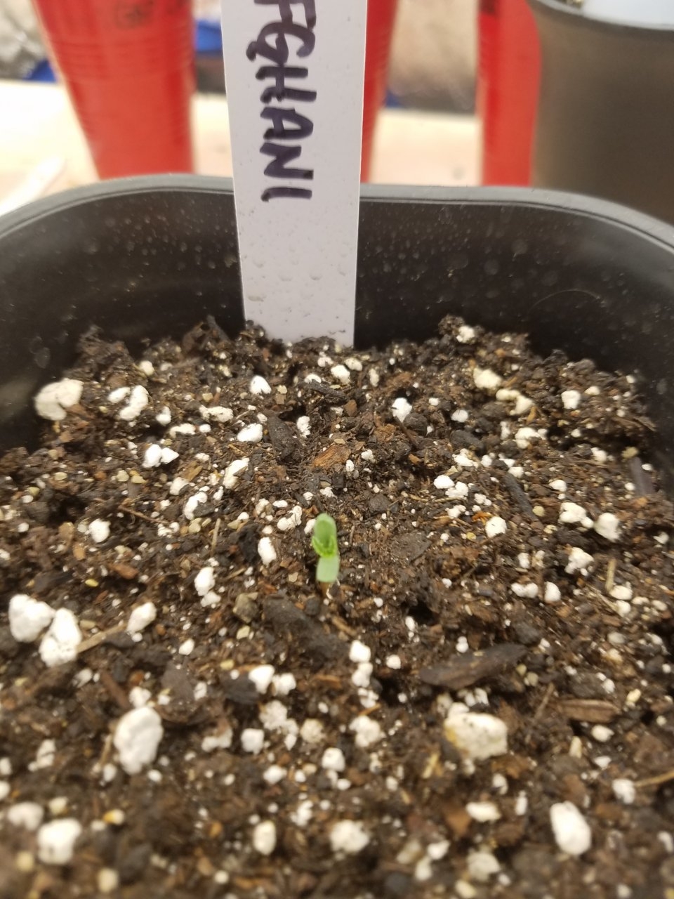 081919 Afghani Seedling Day 1 1.jpg