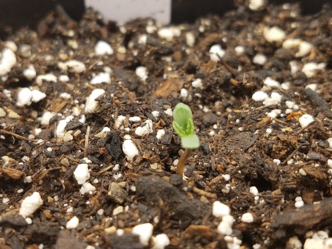 081919 Afghani Seedling Day 1 2.jpg