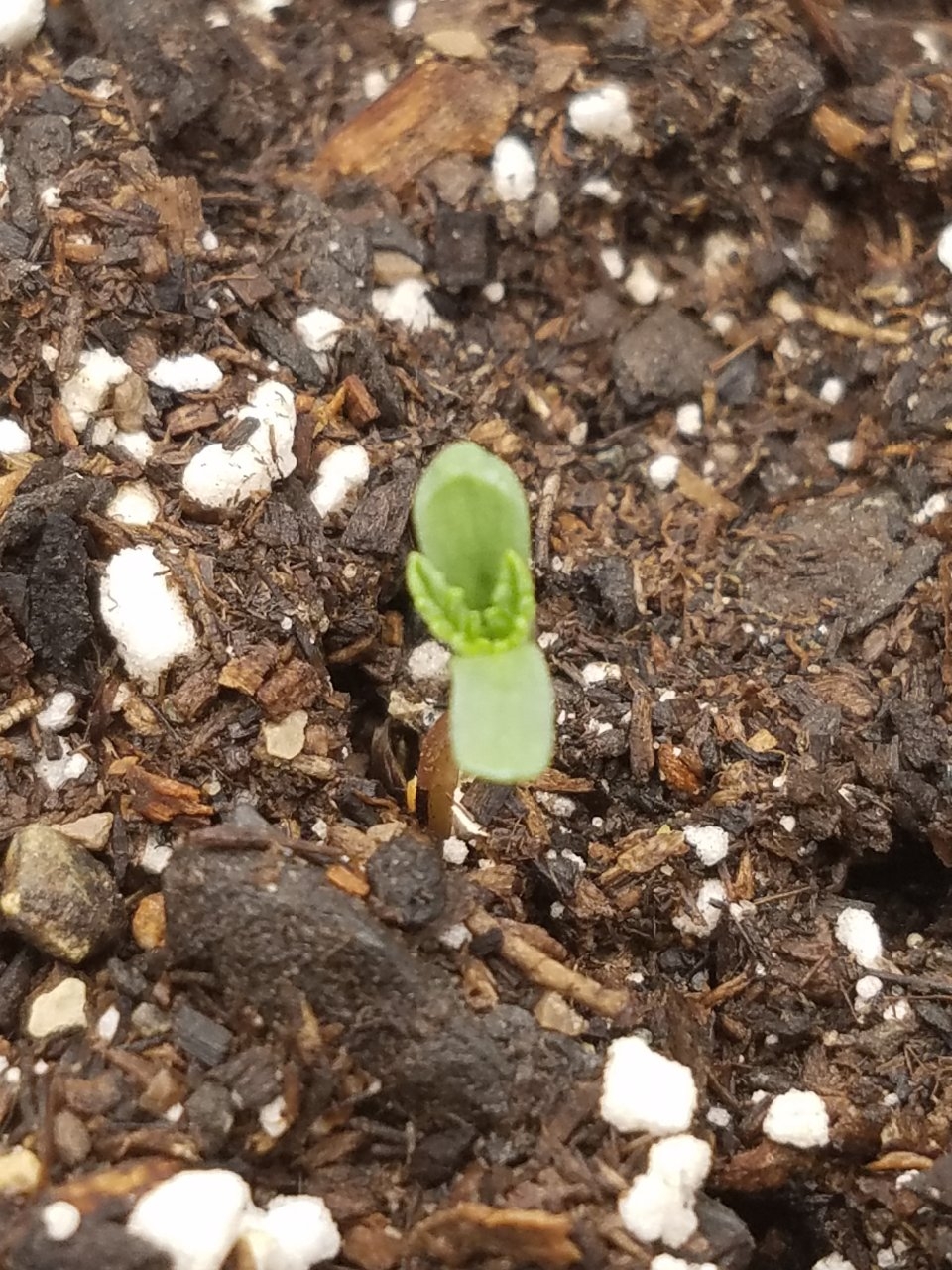 081919 Afghani Seedling Day 1 3.jpg