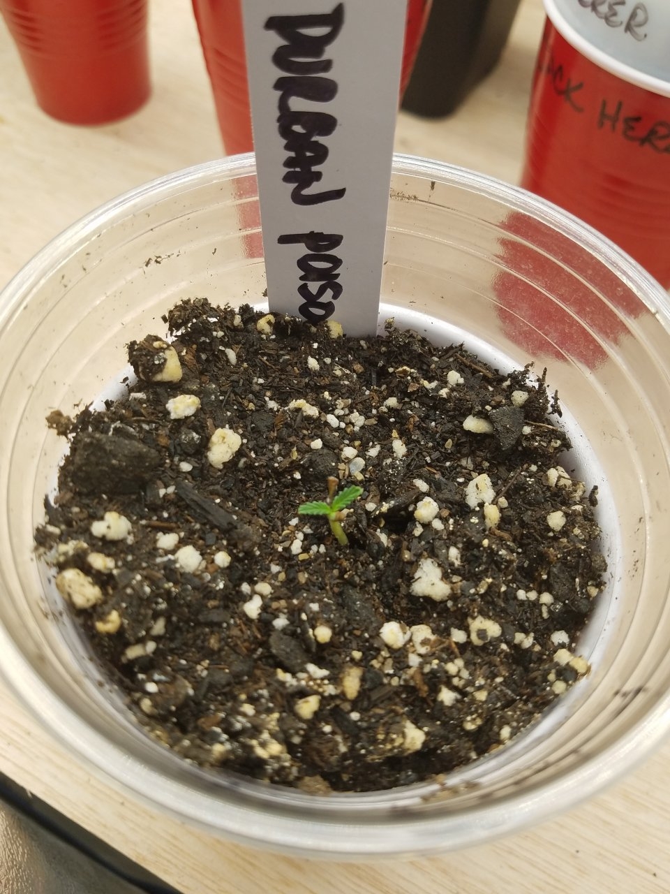 081919 Durban Poison Seedling Day 4 1.jpg