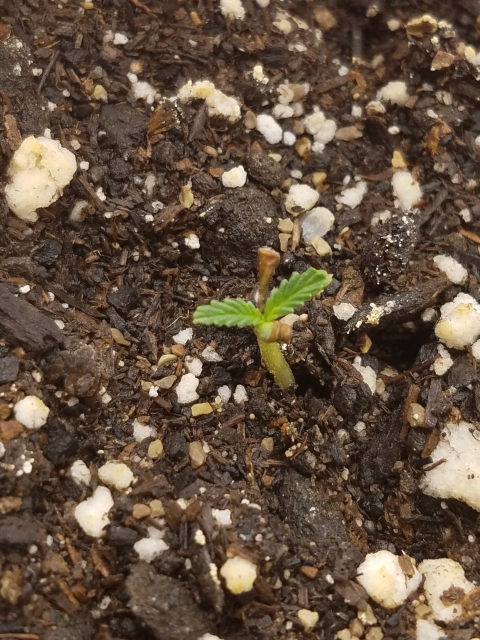 081919 Durban Poison Seedling Day 4 2.jpg