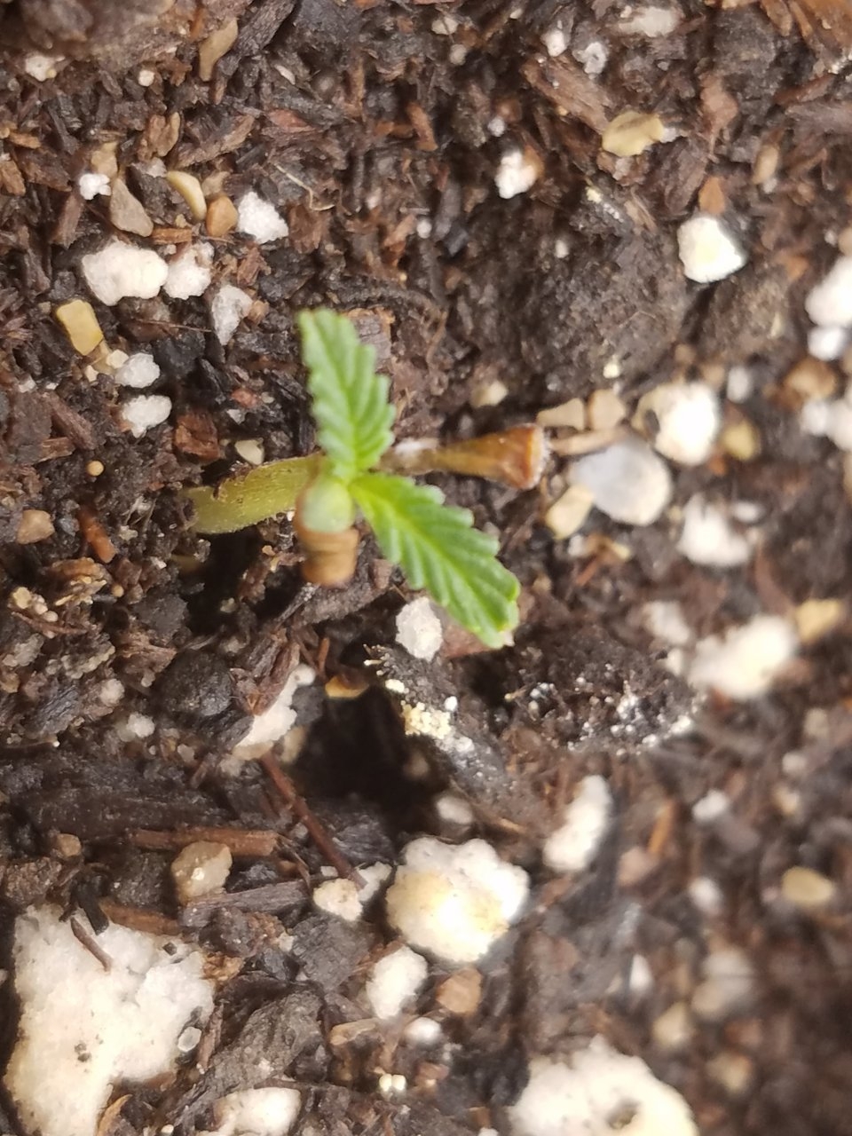 081919 Durban Poison Seedling Day 4 3.jpg