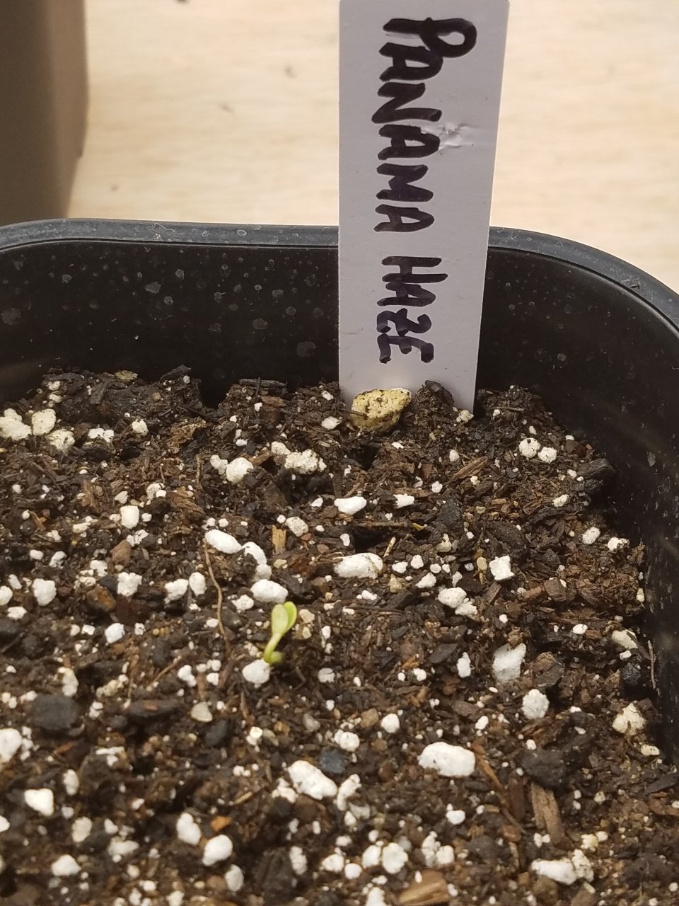 081919 Panama Haze Seedling Day 1 1.jpg