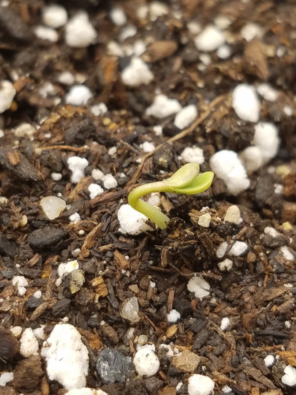 081919 Panama Haze Seedling Day 1 2.jpg