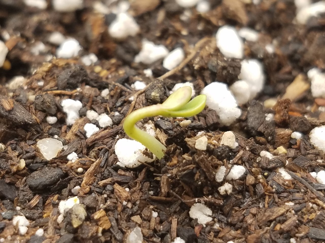 081919 Panama Haze Seedling Day 1 3.jpg