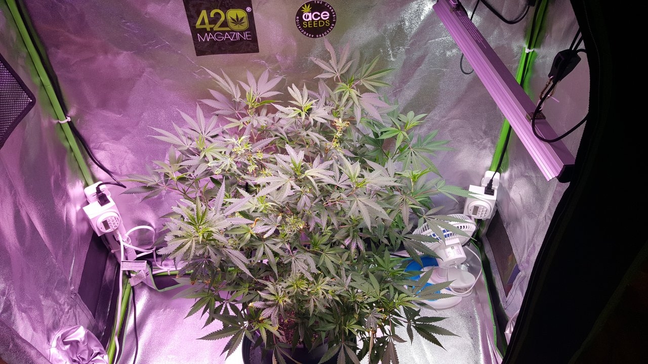 082018 Black Cherry Punch Clone Day 101 1.jpg