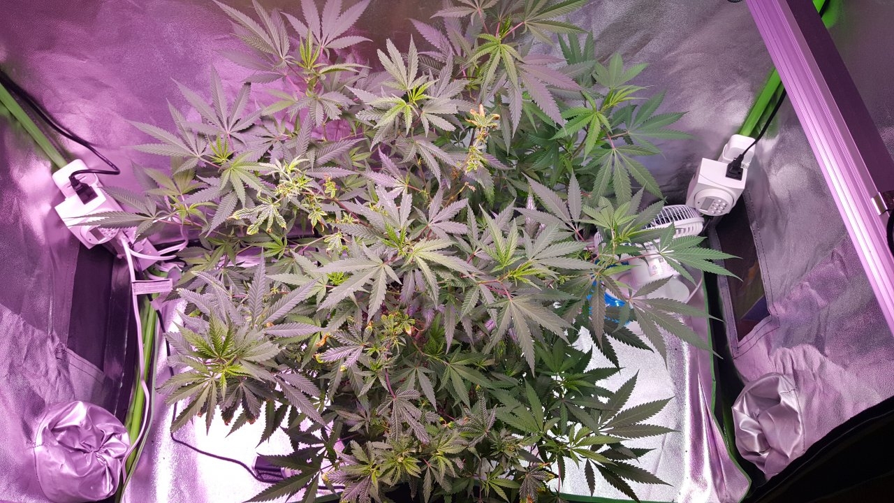 082018 Black Cherry Punch Clone Day 101 2.jpg