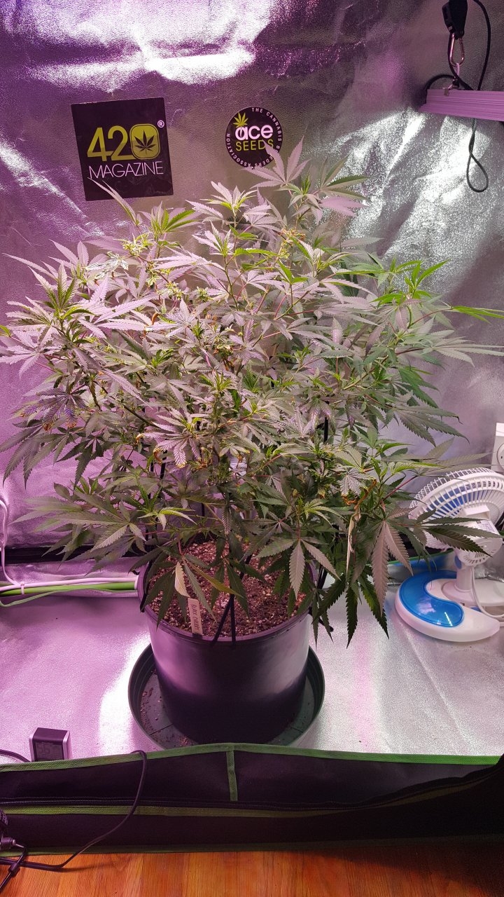 082018 Black Cherry Punch Clone Day 101 3.jpg