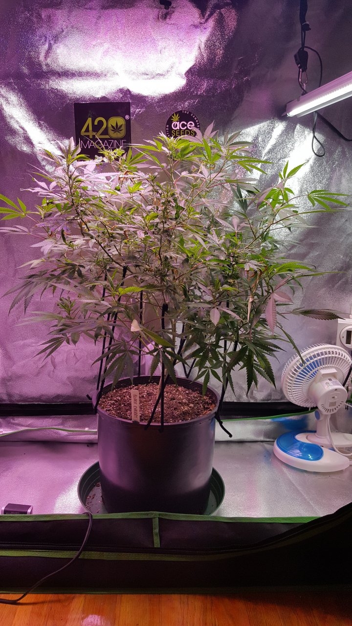 082018 Black Cherry Punch Clone Day 101 4.jpg