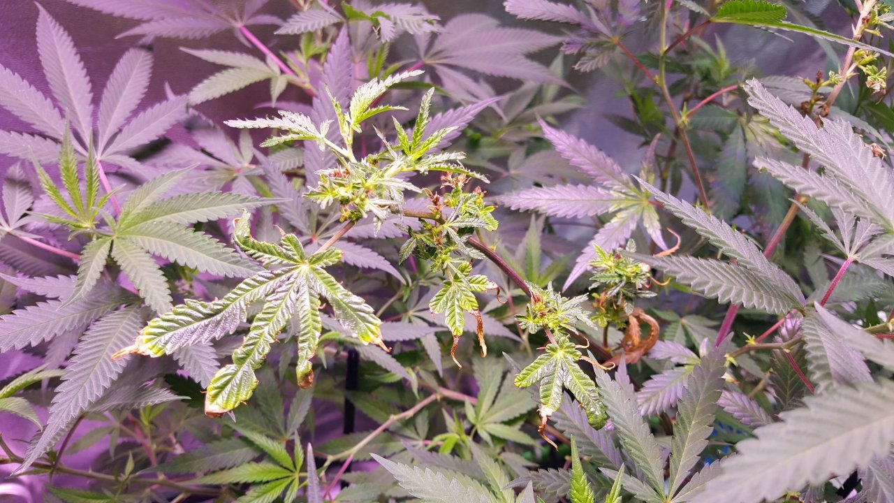 082018 Black Cherry Punch Clone Day 101 6.jpg