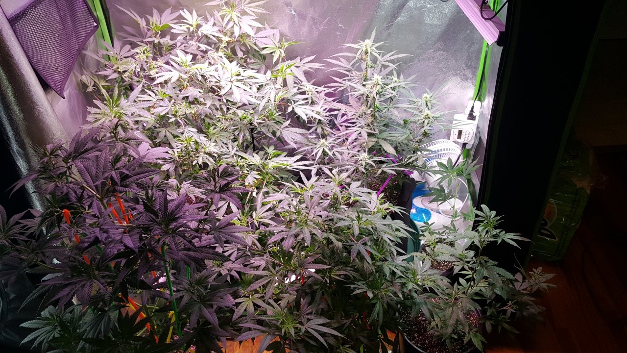 082018 Veg Tent.jpg