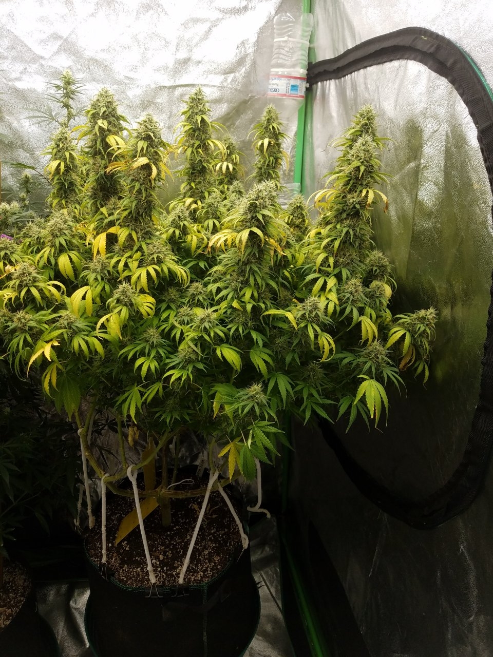 082018 White Widow Flip Day 55 Day 45 With Hairs 1.jpg