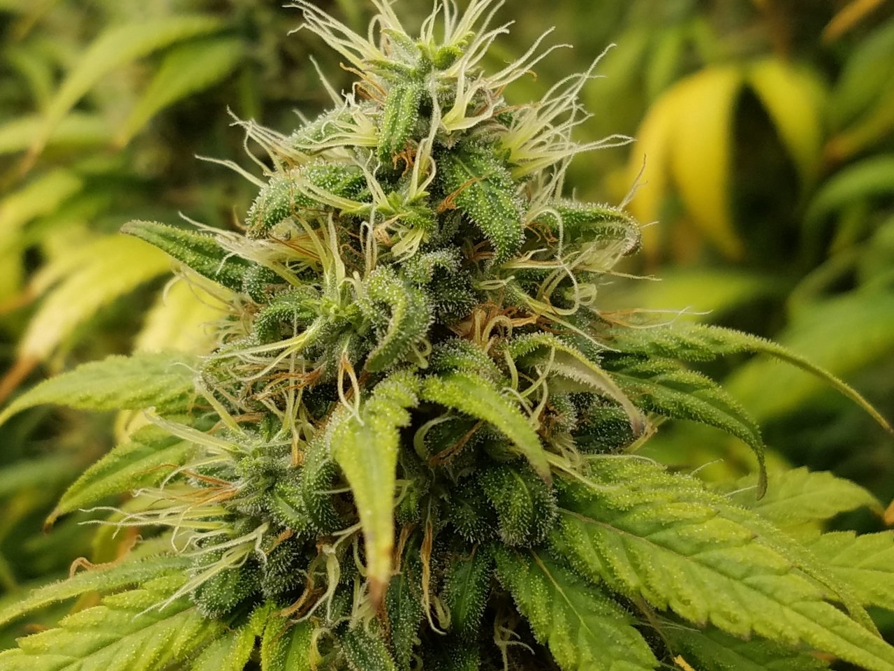 082018 White Widow Flip Day 55 Day 45 With Hairs 10.jpg