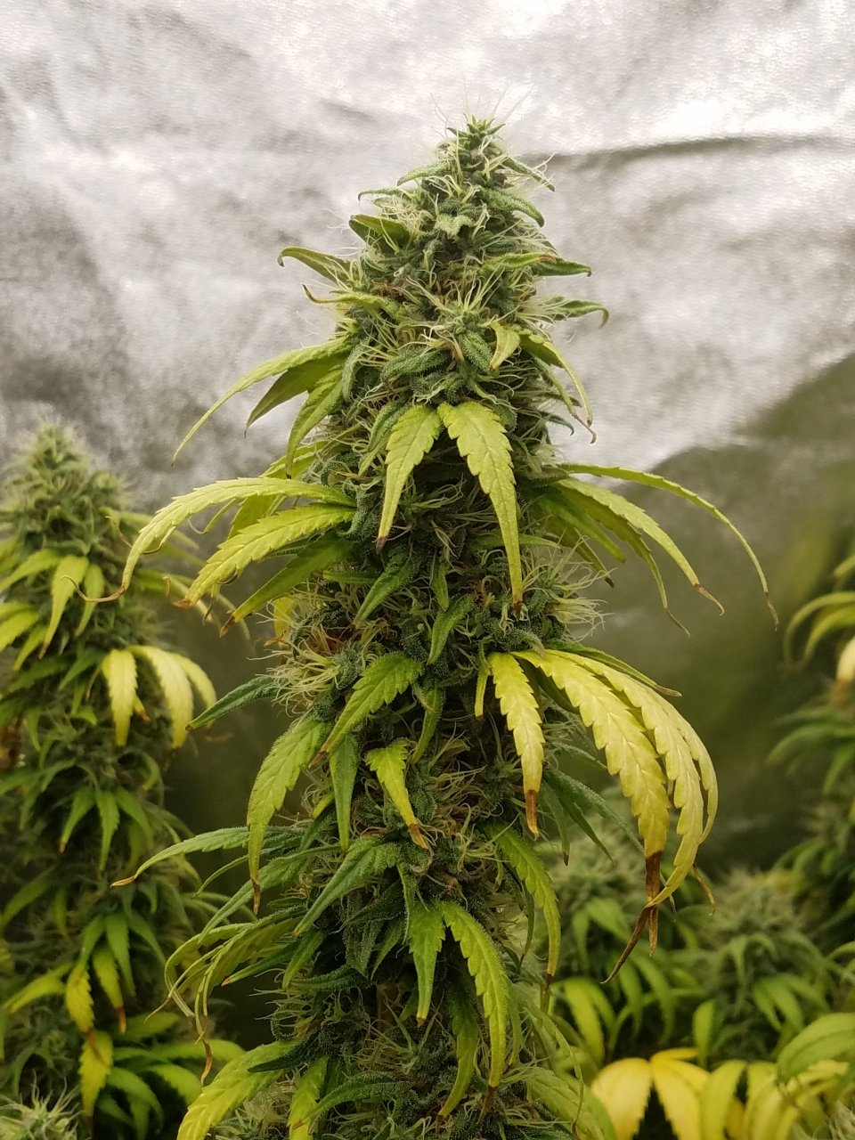 082018 White Widow Flip Day 55 Day 45 With Hairs 4.jpg