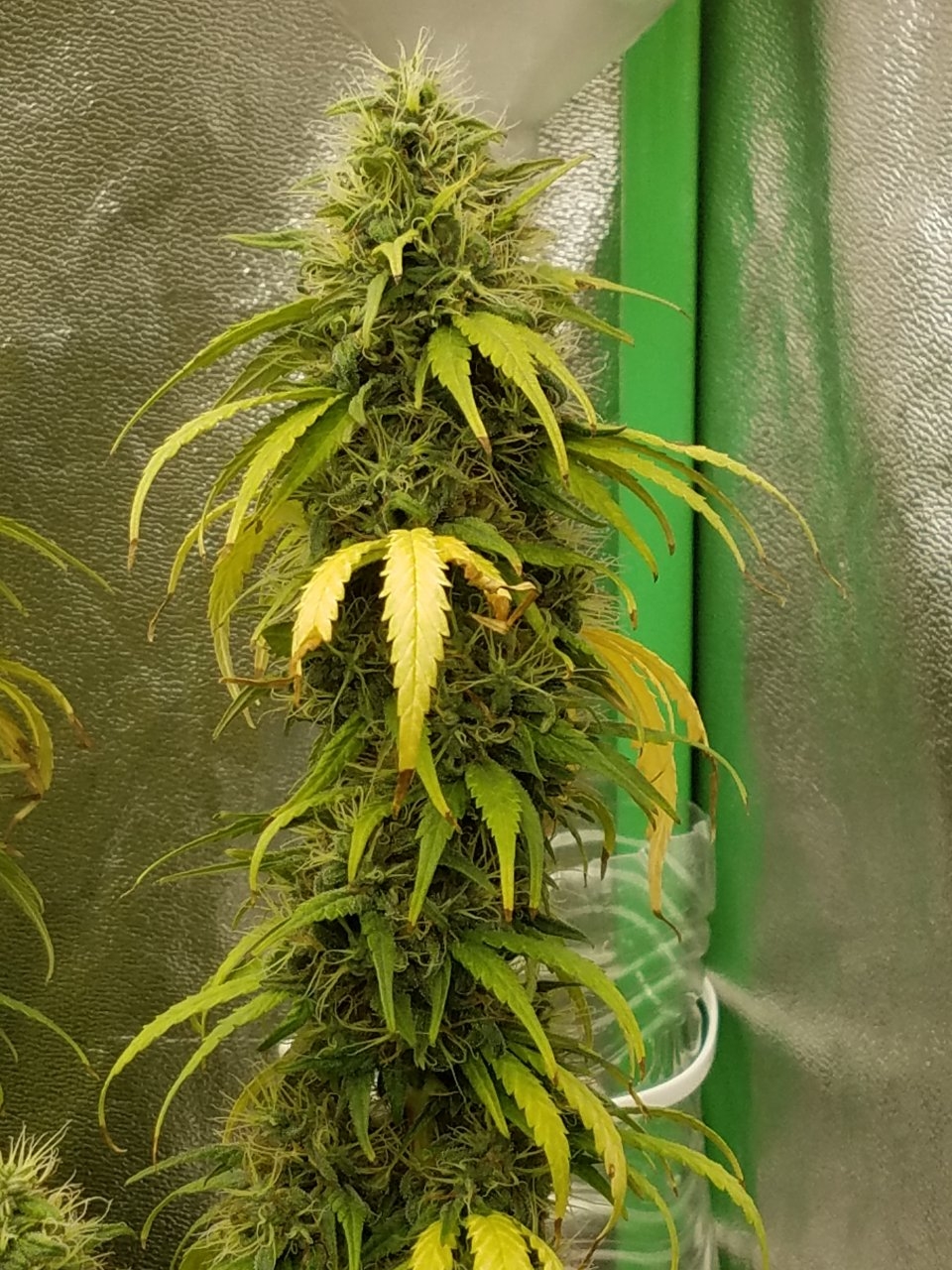 082018 White Widow Flip Day 55 Day 45 With Hairs 5.jpg