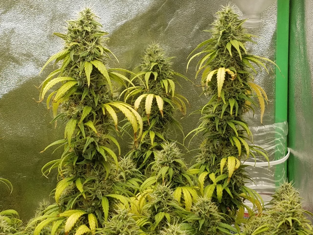 082018 White Widow Flip Day 55 Day 45 With Hairs 6.jpg