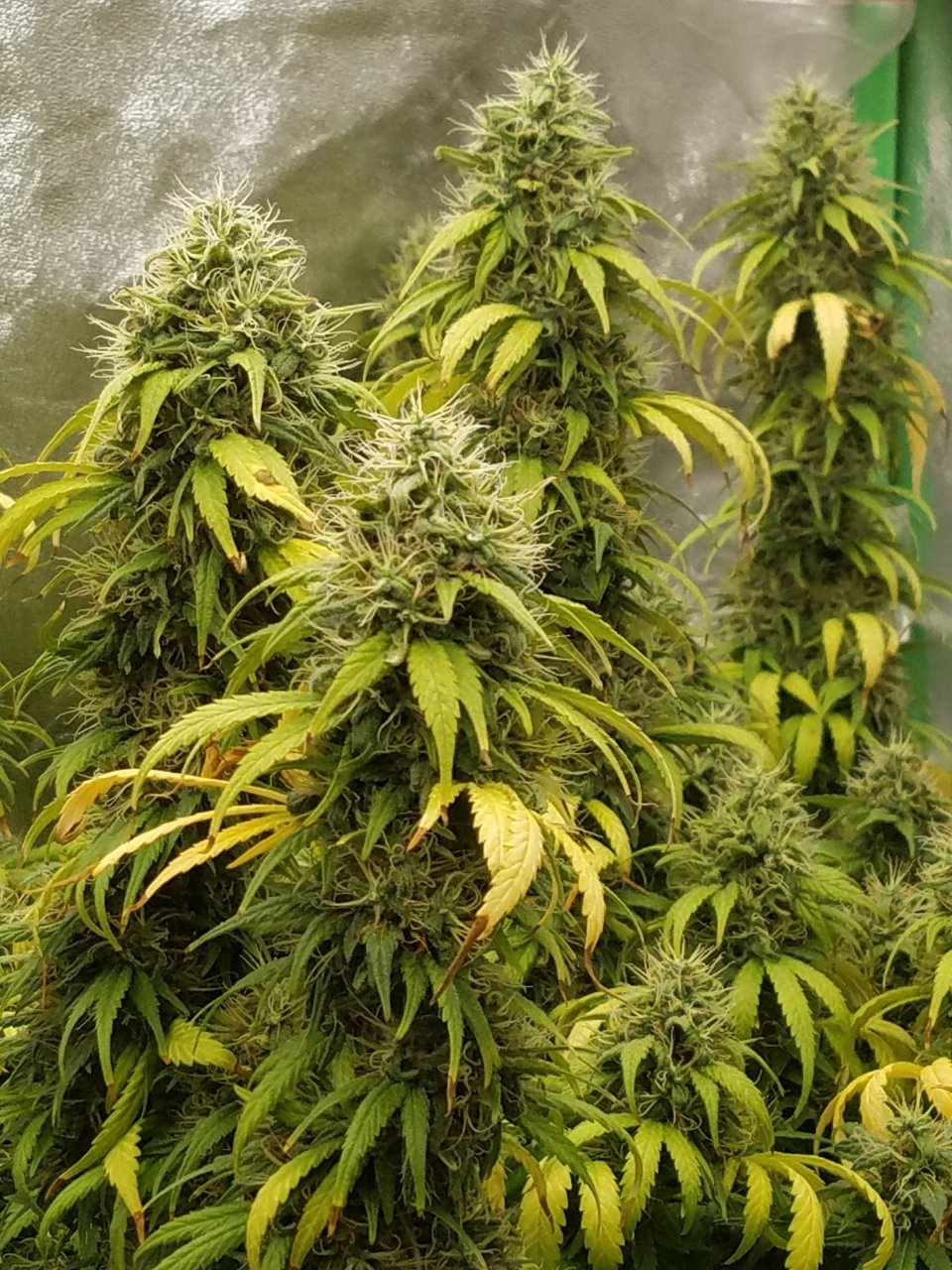 082018 White Widow Flip Day 55 Day 45 With Hairs 7.jpg