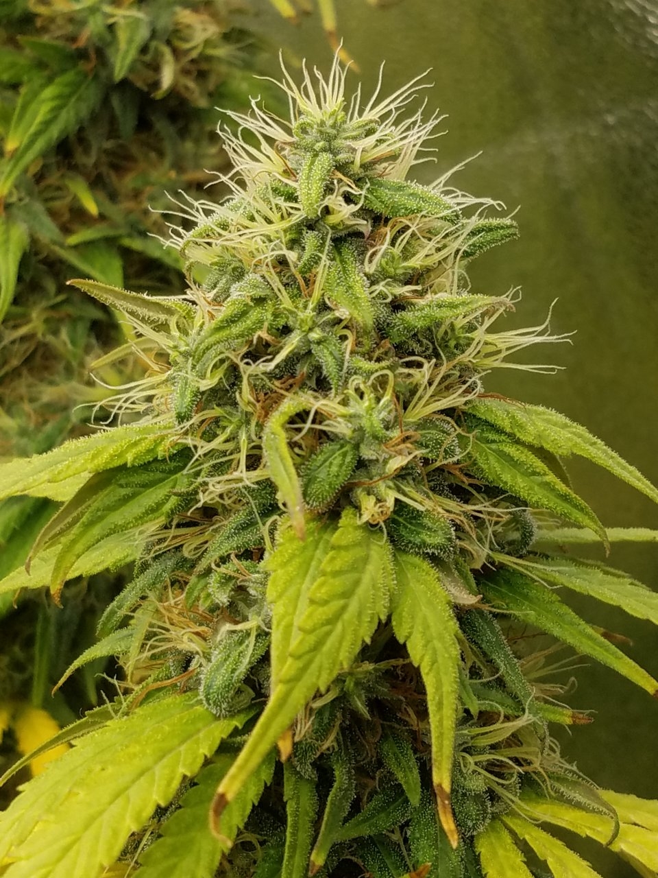 082018 White Widow Flip Day 55 Day 45 With Hairs 9.jpg