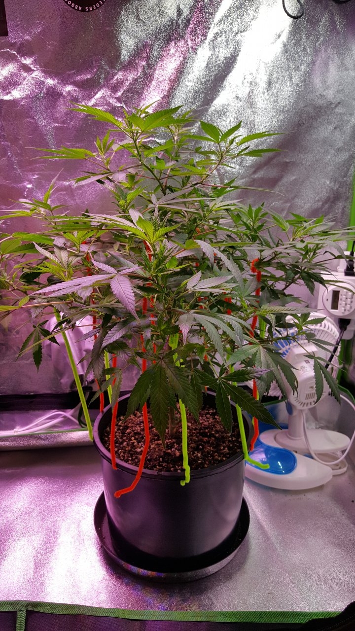 082218 Hawaiian Mayan Gold Clone Day 69 5.jpg