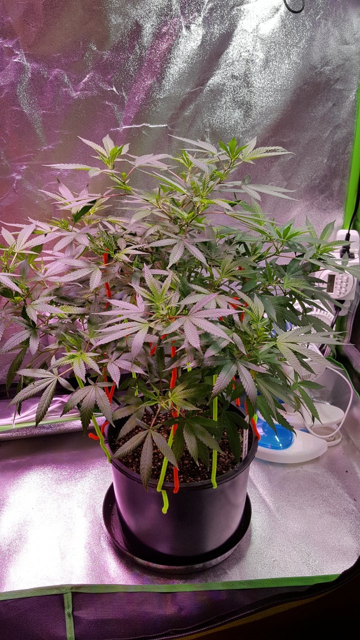 082218 Hawaiian Mayan Gold Clone Day 69 7.jpg