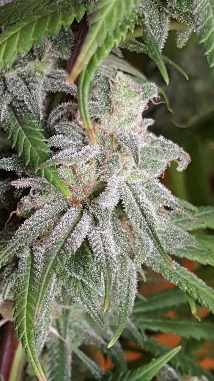 082418 Hindu Kush Flip Day 55 Day 45 With Hairs 10.jpg