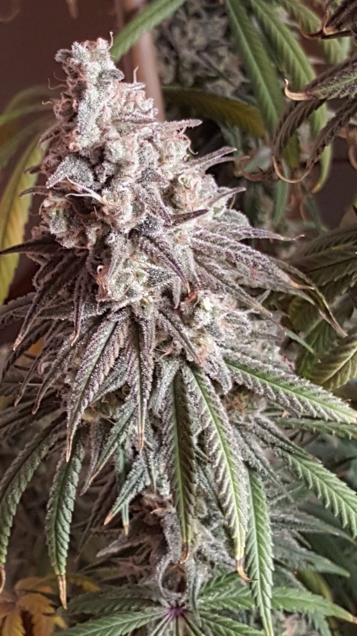 082418 Hindu Kush Flip Day 55 Day 45 With Hairs 14.jpg