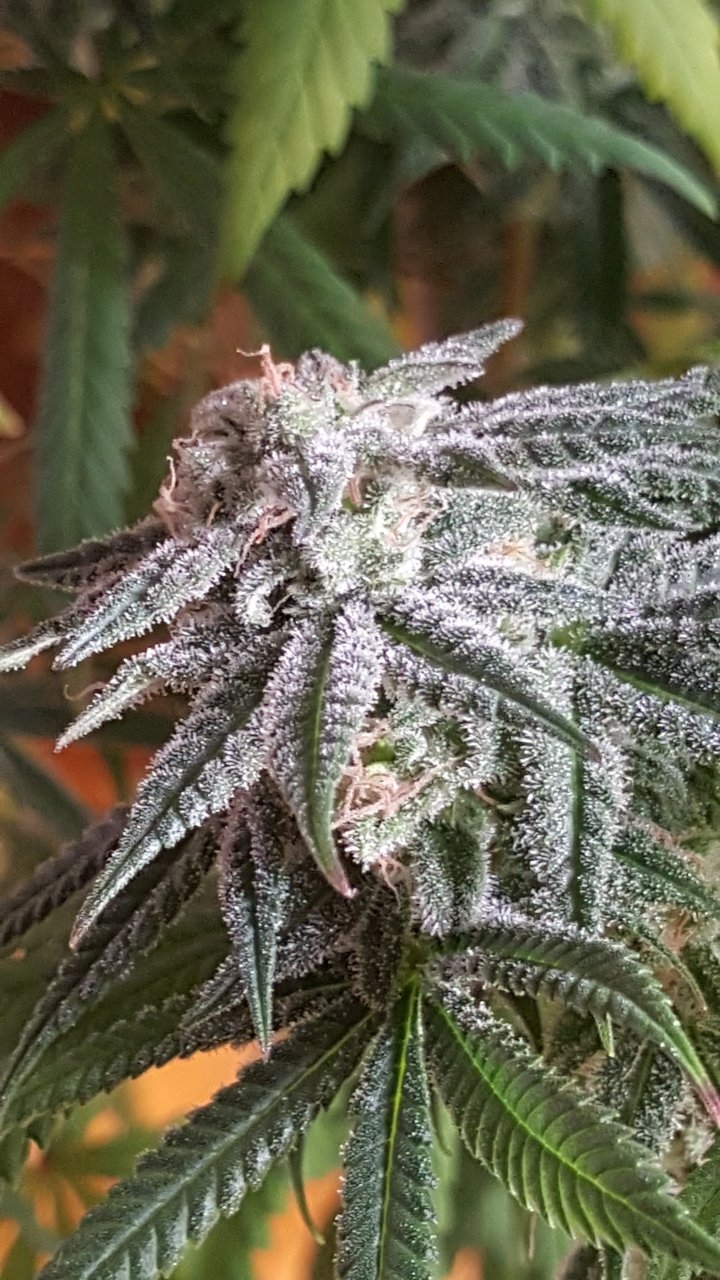 082418 Hindu Kush Flip Day 55 Day 45 With Hairs 15.jpg