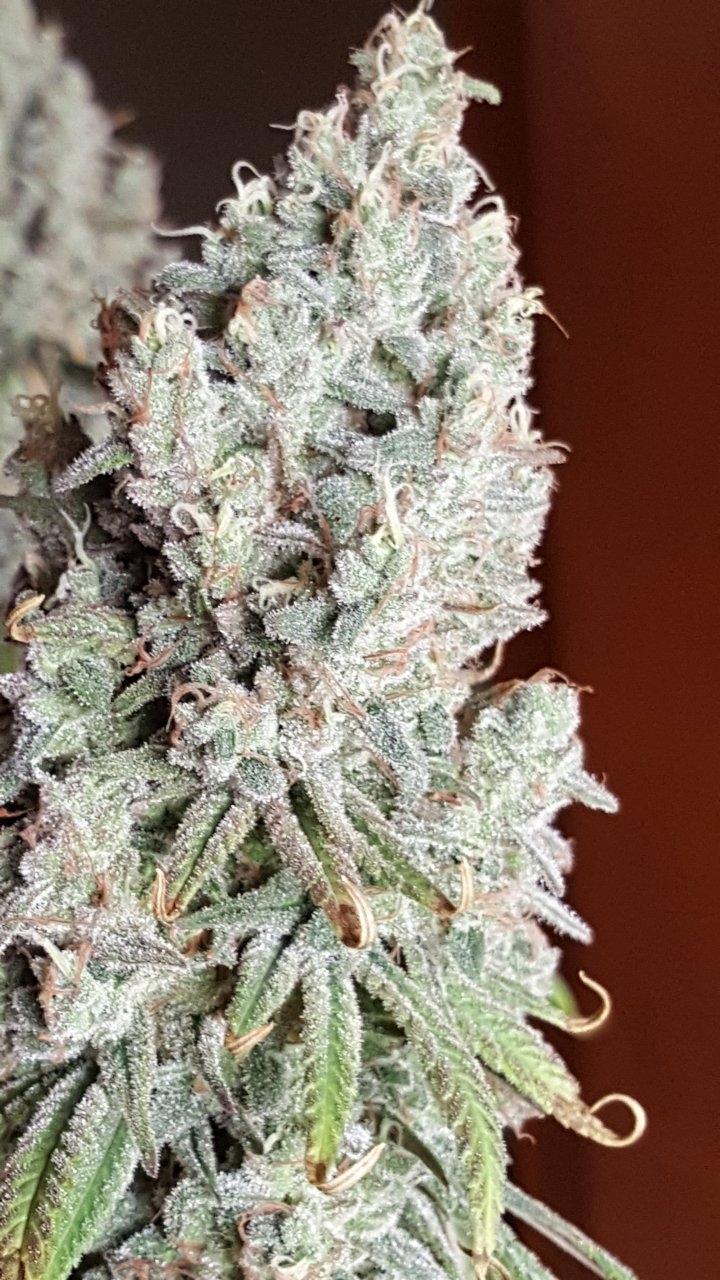 082418 Hindu Kush Flip Day 55 Day 45 With Hairs 5.jpg